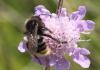 Bombus sp.